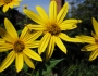 Helianthus tuberosus image