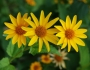 Heliopsis helianthoides var. scabra image