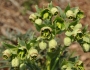 Helleborus foetidus image