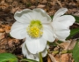 Helleborus niger image