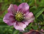 Helleborus orientalis image