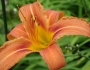 Hemerocallis fulva image
