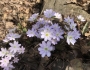 Hepatica acutiloba image