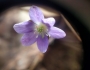 Hepatica americana image