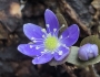 Hepatica nobilis image