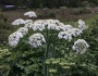 Heracleum maximum image