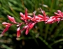 Hesperaloe parviflora image