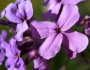 Hesperis matronalis image