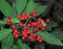 Heteromeles arbutifolia image