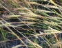 Heteropogon contortus image