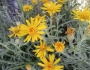 Heterotheca canescens image