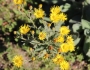 Heterotheca grandiflora image