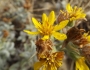 Heterotheca sessiliflora image