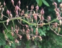 Heuchera americana image