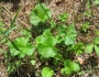 Heuchera chlorantha image