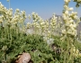 Heuchera cylindrica image