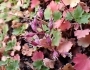 Heuchera rubescens image