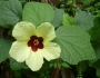 Hibiscus calyphyllus image