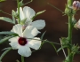 Hibiscus cannabinus image