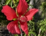 Hibiscus coccineus image