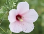 Hibiscus grandiflorus image