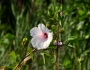 Hibiscus laevis image