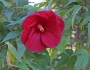 Hibiscus moscheutos image