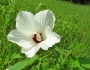 Hibiscus lasiocarpos image