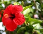 Hibiscus rosa-sinensis image