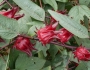 Hibiscus sabdariffa image