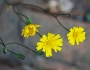 Hieracium venosum image