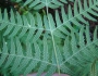 Histiopteris incisa image