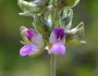 Hoita macrostachya image