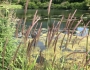 Hordeum brachyantherum image