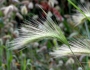Hordeum jubatum image