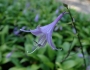 Hosta lancifolia image