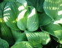 Hosta plantaginea image