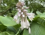 Hosta sieboldiana image