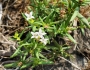 Houstonia longifolia image