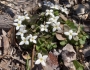 Houstonia procumbens image