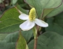 Houttuynia cordata image