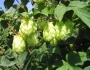 Humulus lupulus image