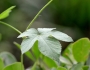 Humulus scandens image