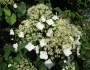 Hydrangea anomala image