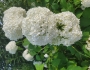Hydrangea arborescens image