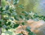 Hydrangea barbara image