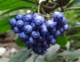 Hydrangea febrifuga image