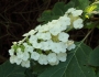 Hydrangea quercifolia image