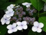 Hydrangea serrata image