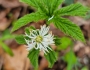 Hydrastis canadensis image